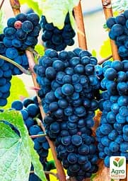 Саджанець Agro-Market Виноград Каберне (винний сорт, пізній термін дозрівання, один з найпопулярніших темних сортів) 1 шт. в пакуванні (44319) - мініатюра 2