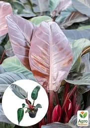 Саджанець Agro-Market Філодендрон Imperial Red кімнатний 30-40 см 1 шт. в упаковці (182806) - мініатюра 2