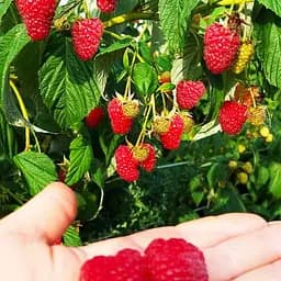 Малина ремонтантна Agro-Market "Маргарита" (великоплідний, ранній, транспортабельний сорт) (188750) 1 шт в упаковці - мініатюра 2