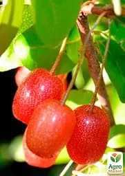 Саджанець Agro-Market Гумі серебристолистий Червоні перли (Red pearl) 1 шт. в пакуванні (25579) - мініатюра 3