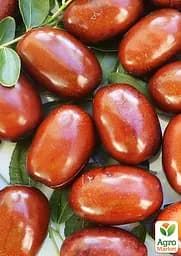 Зізіфус (унабі) Agro-Market "Сініт" (ранній термін дозрівання, високоврожайний сорт) вазон Р9, висота 10-15 см (187593) 1 саджанець в упаковці - мініатюра 2