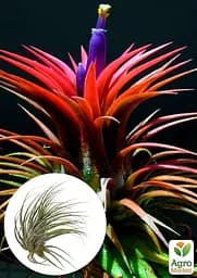 Саджанець Agro-Market Тілландсія Іонанта (Tillandsia Ionantha) атмосферна 1 шт. в упаковці (52061) - мініатюра 4