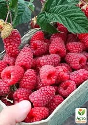 Малина ремонтантна Agro-Market "Маргарита" (великоплідний, ранній, транспортабельний сорт) (188750) 1 шт в упаковці - мініатюра 3