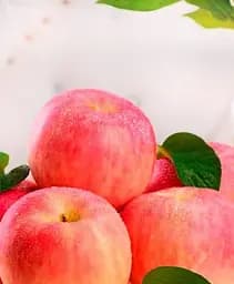 Саджанець Agro-Market Яблуня Фуджі (зимовий сорт, пізній термін дозрівання) 1 шт. в упаковці (17569)