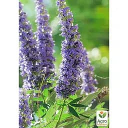 Вітекс священний (Авраамове дерево) Agro-Market С2 висота 60-80 см (189161) 1 саджанець в упаковці е