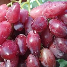 Саженец Agro-Market Виноград Перечный красный (ранний, крупный, урожайный) 1 шт. в упаковке (153785)