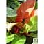 LMTD Філодендрон Agro-Market Sunlight 30-40 см (182693) 1 саджанець в упаковці кімнатний - мініатюра 4
