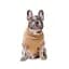 Светр в'язаний Pet Fashion Rich для собак M3 - мініатюра 3