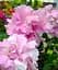 Сурфінія Double Cascade Orchid Mist (контейнер №10 висота 10-15 см) Agro-Market 1 саджанець в упаковці (48007) - мініатюра 1