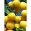 Саджанець Agro-Market Кизил жовтий Альоша 1 шт. в упаковці (42993) - мініатюра 1