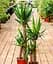 Саджанець Agro-Market Юка на штамбі Yucca Treculeana 2-х ярусна кімнатна 80-100 см 1 шт. в упаковці (182696) - мініатюра 1