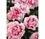 Саджанець Agro-Market Гвоздика Махрова Sunflor Megan (контейнер № 10 висота 10 см) (52250) 1 шт. в упаковці - мініатюра 1