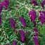 Саженец Agro-Market Буддлея Давида Nanho Purple (122960) - миниатюра 1