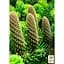 Саджанець Agro-Market Ялиця Біла (Abies Alba) горщик P9 (176499) - мініатюра 2