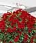 Сурфінія Dark Red (контейнер №10 висота 10-15 см) Agro-Market 1 саджанець в упаковці (48001) - мініатюра 2