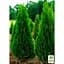 Саджанець Agro-Market Туя західна Холмструп (Holmstrup) горщик P9 (39003) - мініатюра 2