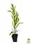 Саджанець Agro-Market Олеандр запашний Nerium oleander Paris (вічнозелений, ароматний кущ) (75855) - мініатюра 2