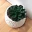 Горщик зі штучною рослиною МВМ My Home, 10 см, білий (DH-FLOWERS-12 GREEN/WHITE) - мініатюра 4