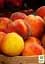 Саженец Agro-Market Персик оранжевый колонновидный с загаром на солнечной стороне Сувенир (Souvenir) (премиальный среднеспелый сорт) 1 шт. в упаковке (21352) - миниатюра 4