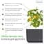 Змінний картридж Click & Grow Smart Garden Жовті томати, 3 капсули (9124) - мініатюра 4