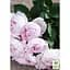 Троянда флорибунда Agro-Market Peony Pink Пиони Пінк 1 шт. в упаковці (51249) - мініатюра 2