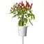 Сменный картридж Click & Grow Smart Garden Пири-пири чили, 3 капсулы (1401) - миниатюра 1