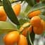 Саджанець Agro-Market Кинкан (кумкват) (43894) 1 шт. в упаковці - мініатюра 1