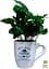 Саджанець Agro-Market Кава Arabica coffee у керамічній чашці 1 шт. в упаковці (183132) - мініатюра 2