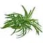 Рослина штучна Amtra Replica Dracena 25 см - мініатюра 1