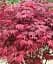 Саджанець Agro-Market Клен віяловий пальмовий Атропурпуреум (Acer palmatum 'Atropurpureum) контейнер Р9, 1 шт. в упаковці (80027) - мініатюра 1