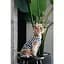 Майка Pet Fashion Tropic для собак XХS - миниатюра 7