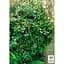 Саджанець Agro-Market Трахелоспермум Jasminoides висота 50 см (179798) 1 шт. - мініатюра 5