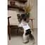 Футболка Pet Fashion Ukraine для собак L - мініатюра 5