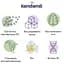 Безмолочная каша Kendamil Organic Рисовая 120 г (92000010) - миниатюра 2