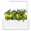 Змінний картридж Click & Grow Smart Garden Жовтий солодкий перець, 3 капсули (8950) - мініатюра 5