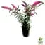 Саженец Agro-Market Буддлея Давида 3х летняя Pink Delight С2 (100247) 1 шт. в упаковке - миниатюра 2