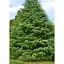 Саджанець Agro-Market Кедр Гімалайський (Cedrus Deodara) С2 висота 30-40 см 1 шт. в упаковці (112448) - мініатюра 1