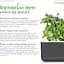 Змінний картридж Click & Grow Smart Garden Карликовий горошок, 3 капсули (8998) - мініатюра 4