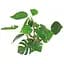 Рослина штучна Amtra Replica Anubias 20 см - мініатюра 1