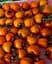 Саджанець Agro-Market Хурма на віргінській морозостійкій підщепі Корольок вищий сорт! (44807) 1 шт. в упаковці - мініатюра 2