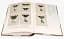 Iconotypes. A compendium of butterflies and moths. Jones’s Icones Complete - мініатюра 7