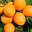 Саджанець Agro-Market Абрикос Хардгранд (літній сорт, пізній термін дозрівання) (35458) 1 шт. в упаковці - мініатюра 1