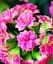 Саджанець Agro-Market Каланхое Блоссфельда Rose (Kalanchoe Blossfeldiana) (50627) 1 шт. в упаковці - мініатюра 2