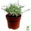 Міні-карі (Helichrysum italicum Aladin) (49831) 1 шт в упаковці - мініатюра 2