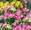 Саджанець Agro-Market Каланхое Блоссфельда Rose (Kalanchoe Blossfeldiana) (50627) 1 шт. в упаковці - мініатюра 1