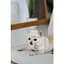 Панама Pet Fashion Gold для собак XS - миниатюра 4