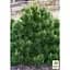 Саджанець Agro-Market Сосна гірська карликова Montana (Pinus Mugo) горщик P9 (49231) - мініатюра 2