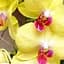Саджанець Agro-Market Орхідея (Phalaenopsis) Lemon (50636) 1 шт. в упаковці (кімнатний) - мініатюра 1