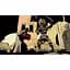Ключ активации Microsoft Hellboy Web of Wyrd для Xbox One/Series S/X - миниатюра 2
