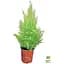 Саджанець Agro-Market Кипарисовик Goldcrest Wilma (Pyramide) висота 30-45см (63183) - мініатюра 4